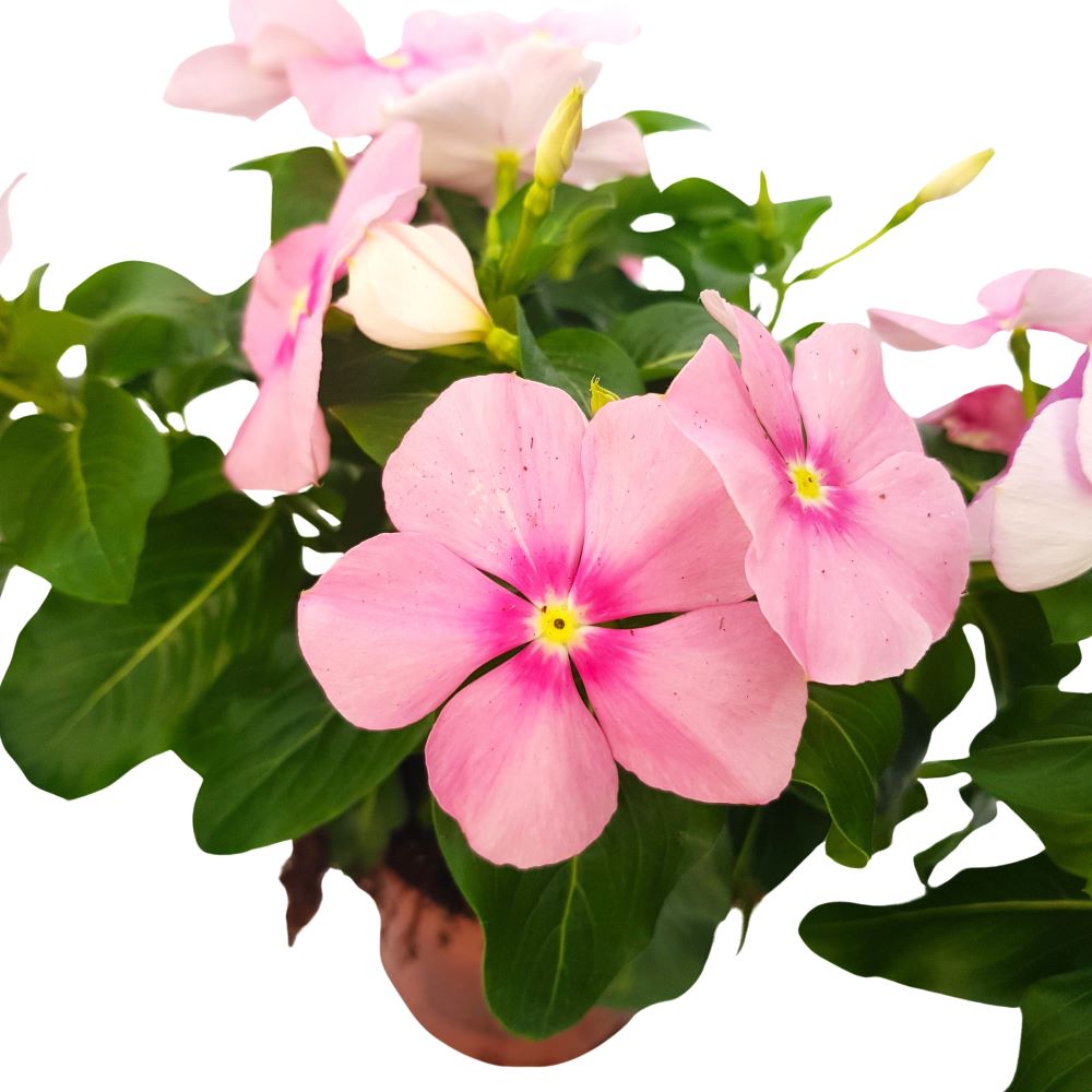 Catharanthus-Imptiens de soare Catharanthus-Imptiens de soare