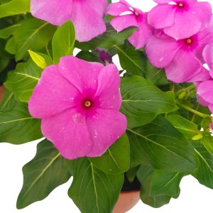 Catharanthus-Imptiens de soare