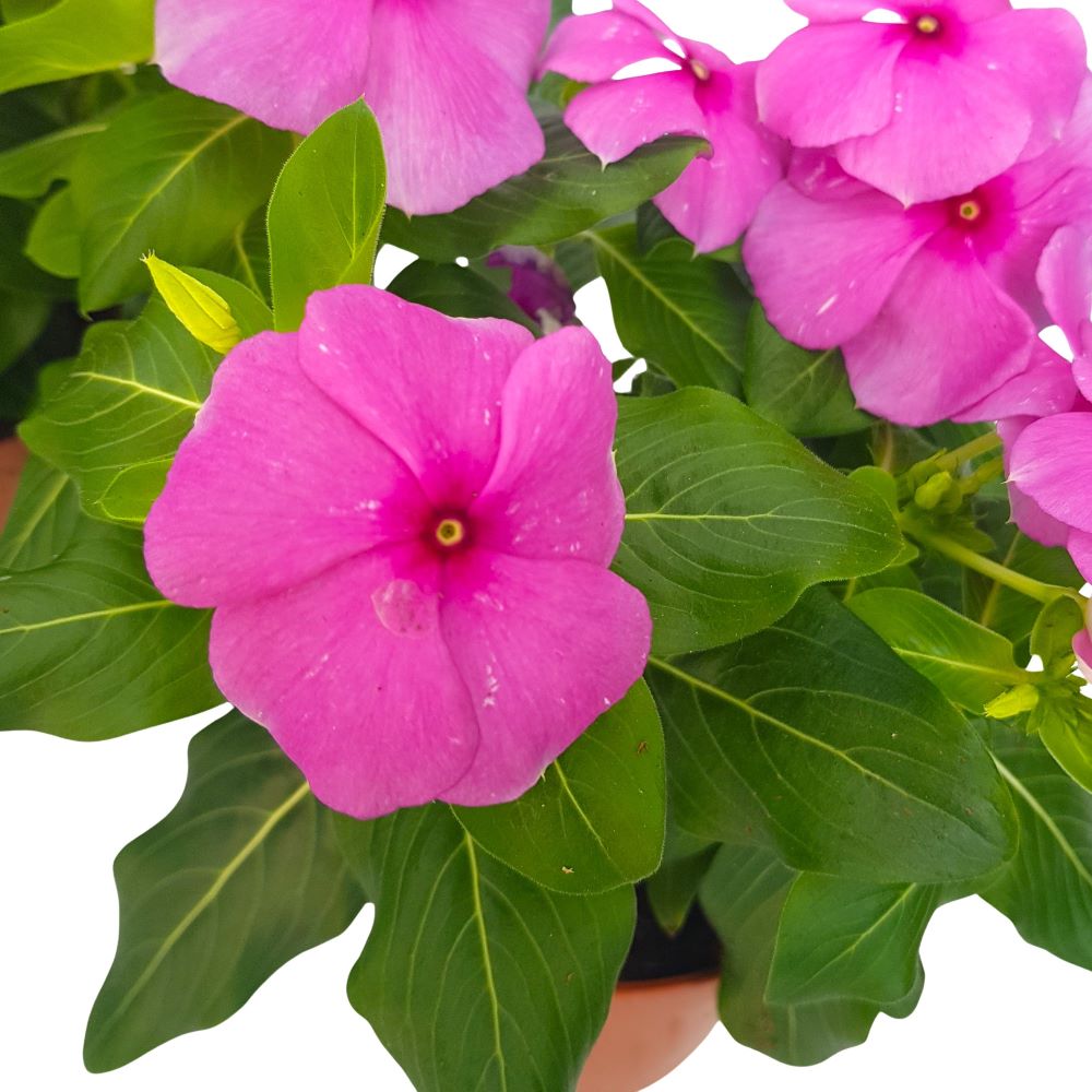 Catharanthus-Imptiens de soare Catharanthus-Imptiens de soare