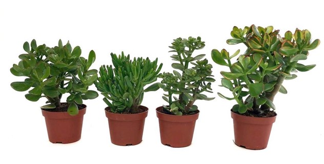 CRASSULA OVATA – COPACUL CU BANI IN CASA TA.
