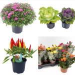 Plante de toamna