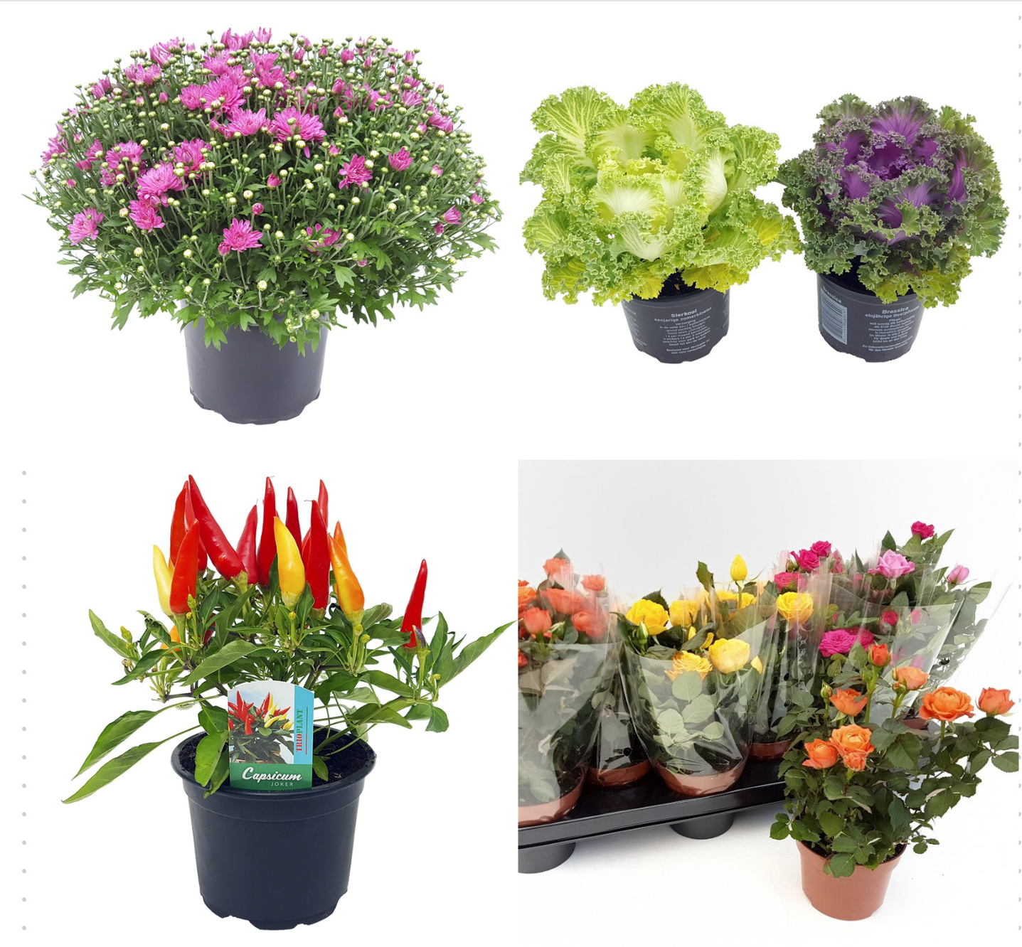 PLANTE DE TOAMNA