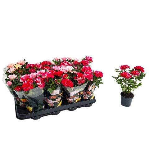 Rosa Gigi Party, trandafiri pitici multicolori în ghiveci