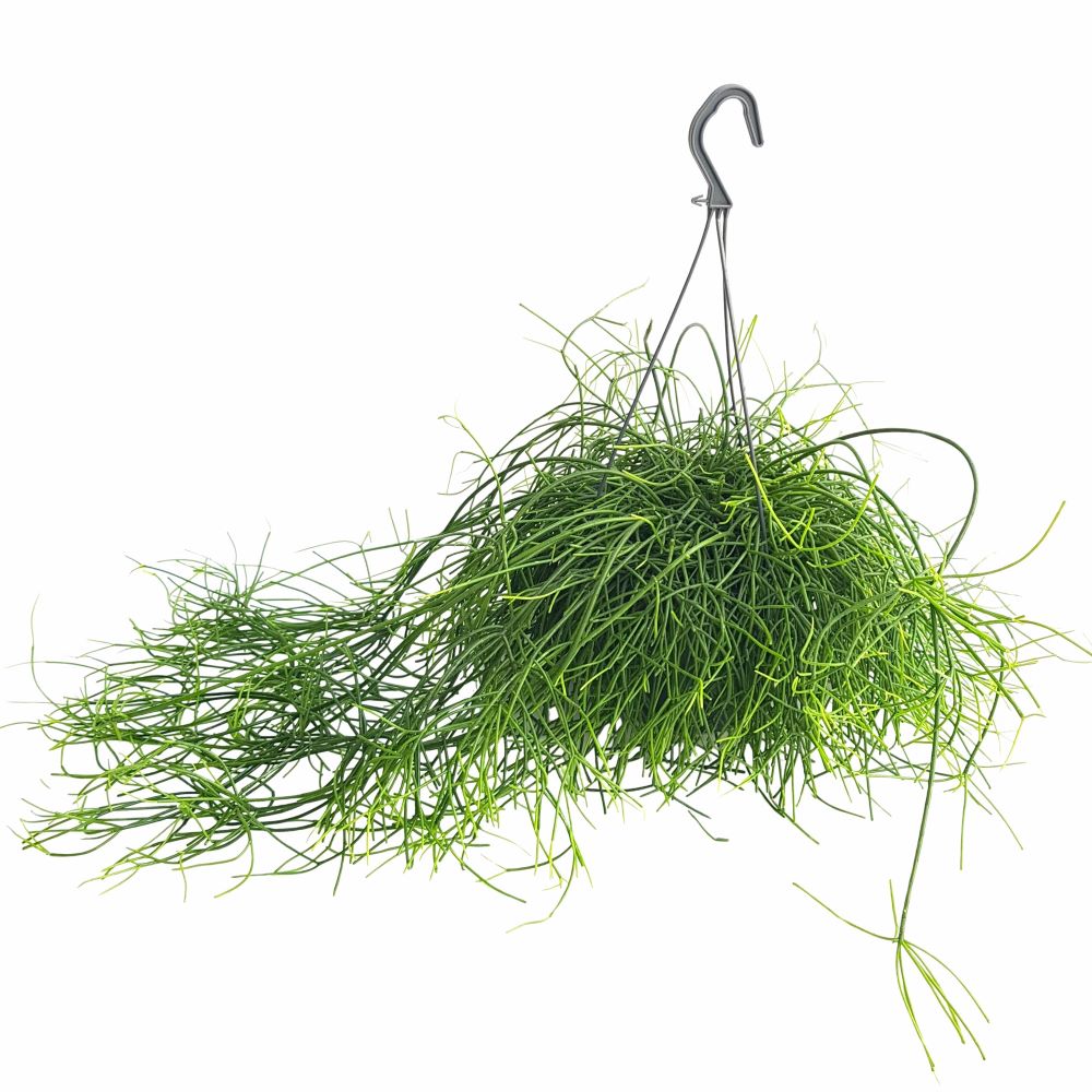 Rhipsalis Baccifera Oasis