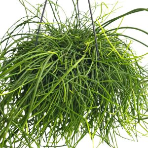 Rhipsalis Baccifera Oasis