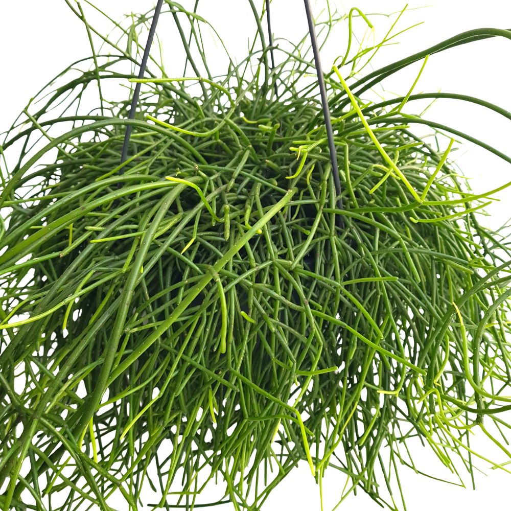 Rhipsalis Baccifera Oasis Rhipsalis Baccifera Oasis