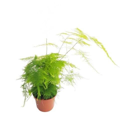 Asparagus Setaceus