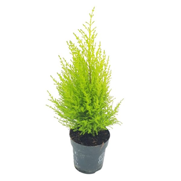 Cupressus Goldcrest Wilma D 11