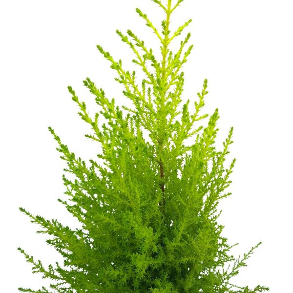Cupressus Goldcrest Wilma D 11