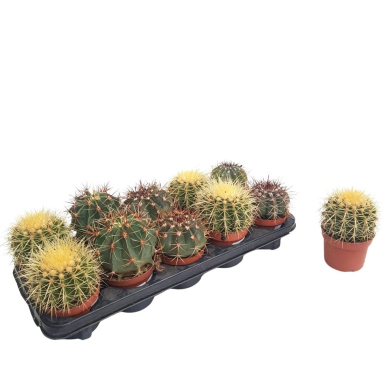 Cactusii au nevoie de un substrat din amestec special, fiind foarte bine drenat, un substrat convenabil poate face minuni pentru dezvoltarea si inflorirea lui. Este de preferat sa nu replantezi cactusul prea des, neavand radacini abundente este recomantat sa se schimbe ghiveciul la 4-5 ani. In plus, pentru un ajutor in dezvoltare si inflorire se poate administra Ingrasamant pentru Cactusi de la Pokon.