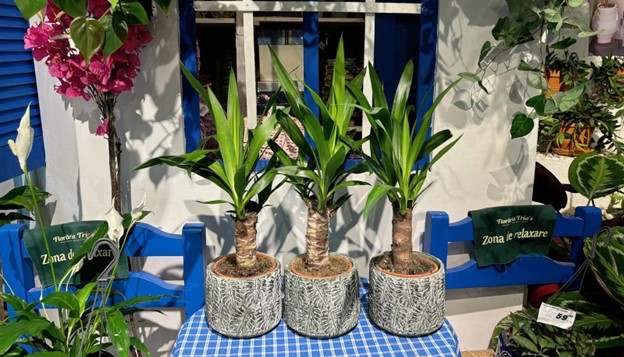YUCCA, PLANTA EXOTICA PERFECTA DE APARTAMENT.