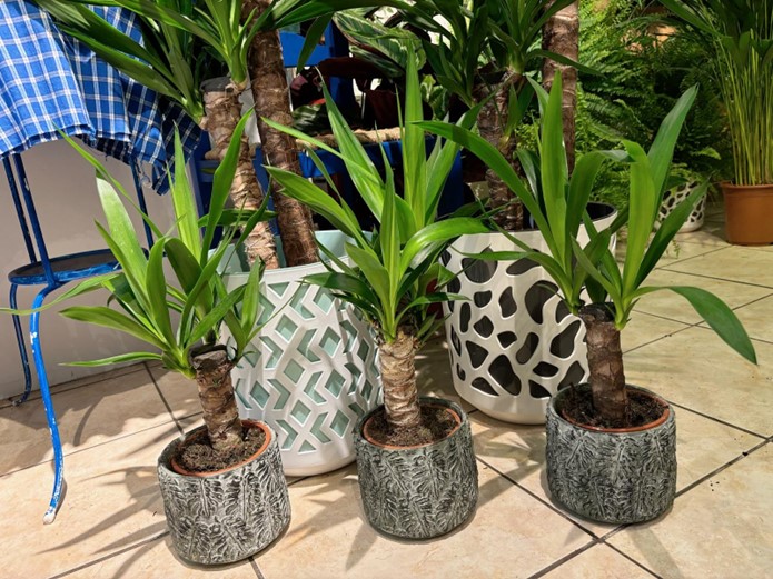 YUCCA, PLANTA EXOTICA PERFECTA DE APARTAMENT.