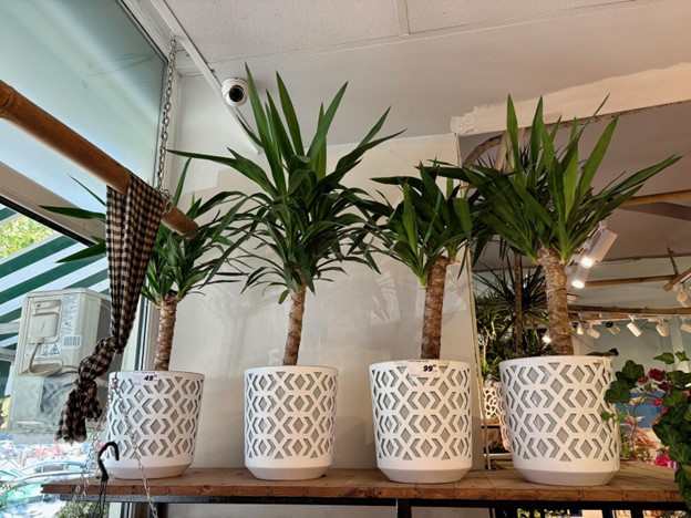 YUCCA, PLANTA EXOTICA PERFECTA DE APARTAMENT.