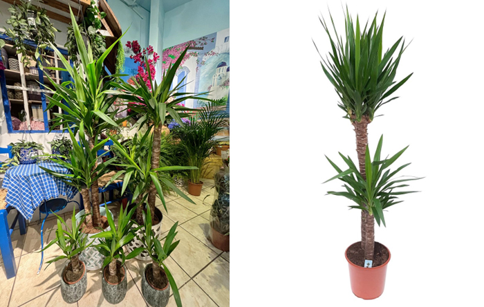 YUCCA, PLANTA EXOTICA PERFECTA DE APARTAMENT.