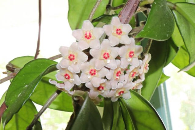 HOYA CARNOSA: O PLANTA DE INTERIOR INCANTATOARE.