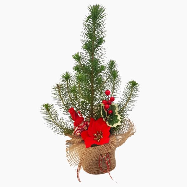 Decor Bradut Pinus Pinea impodobit nr 9