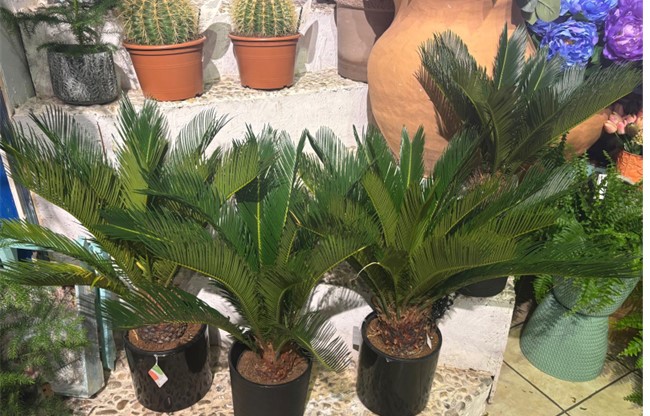 CYCAS REVOLUTA, UN PALMIER DE INTERIOR SPECTACULOS.