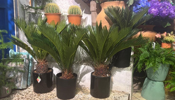 CYCAS REVOLUTA, UN PALMIER DE INTERIOR SPECTACULOS.