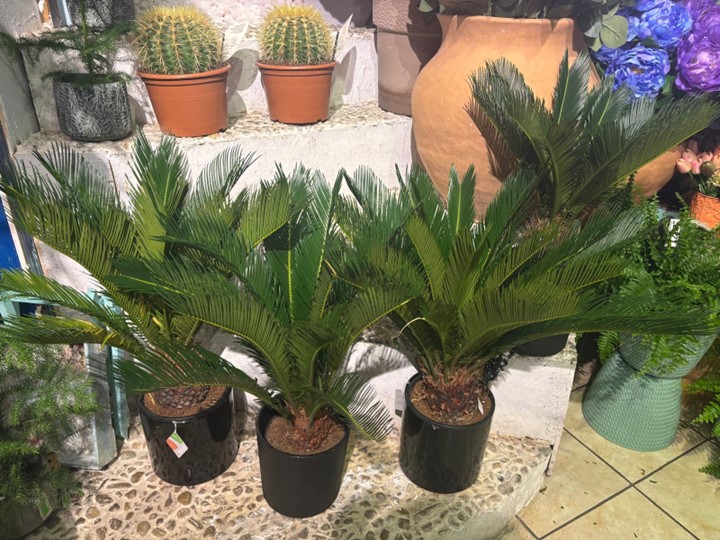 CYCAS REVOLUTA, UN PALMIER DE INTERIOR SPECTACULOS.
