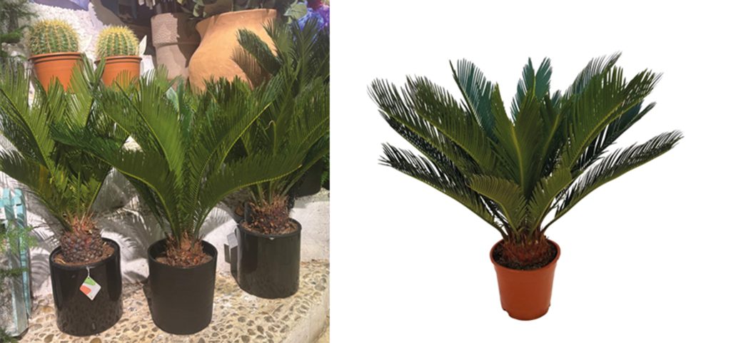 CYCAS REVOLUTA, UN PALMIER DE INTERIOR SPECTACULOS.