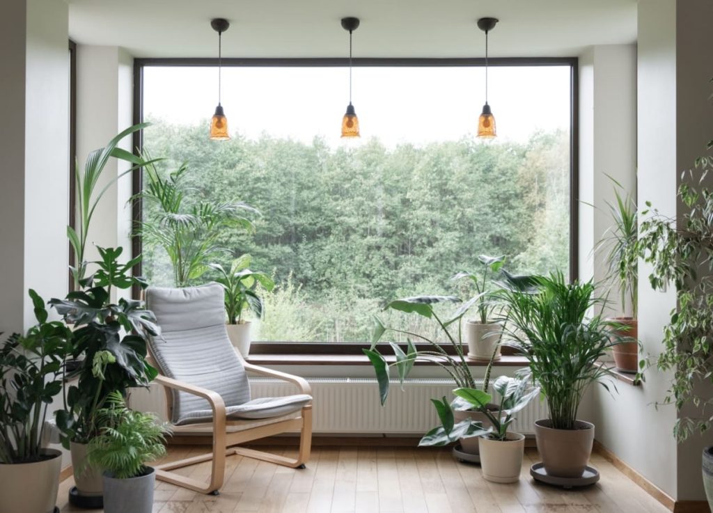 Cum sa imbunatatesti estetica casei tale cu plante decorative prin frunze