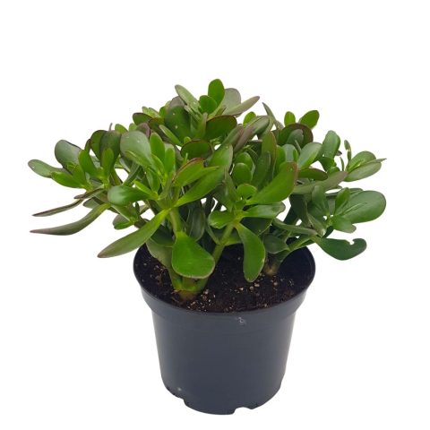 Crassula ovata D 21