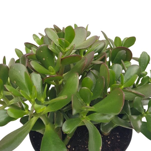Crassula ovata D 21