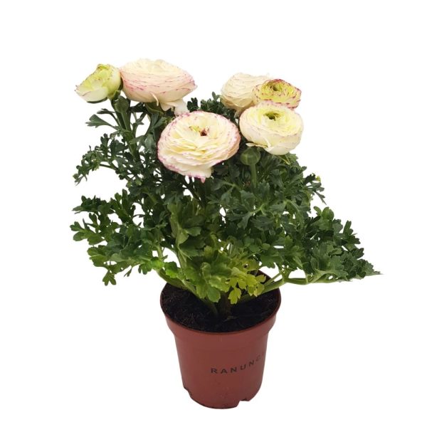 Ranunculus
