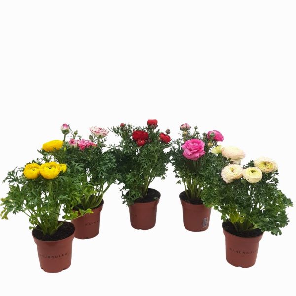 Ranunculus