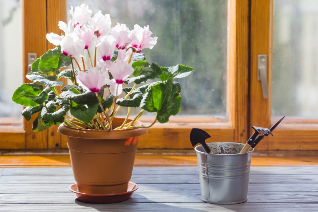 3 plante cu flori care sunt usor de ingrijit