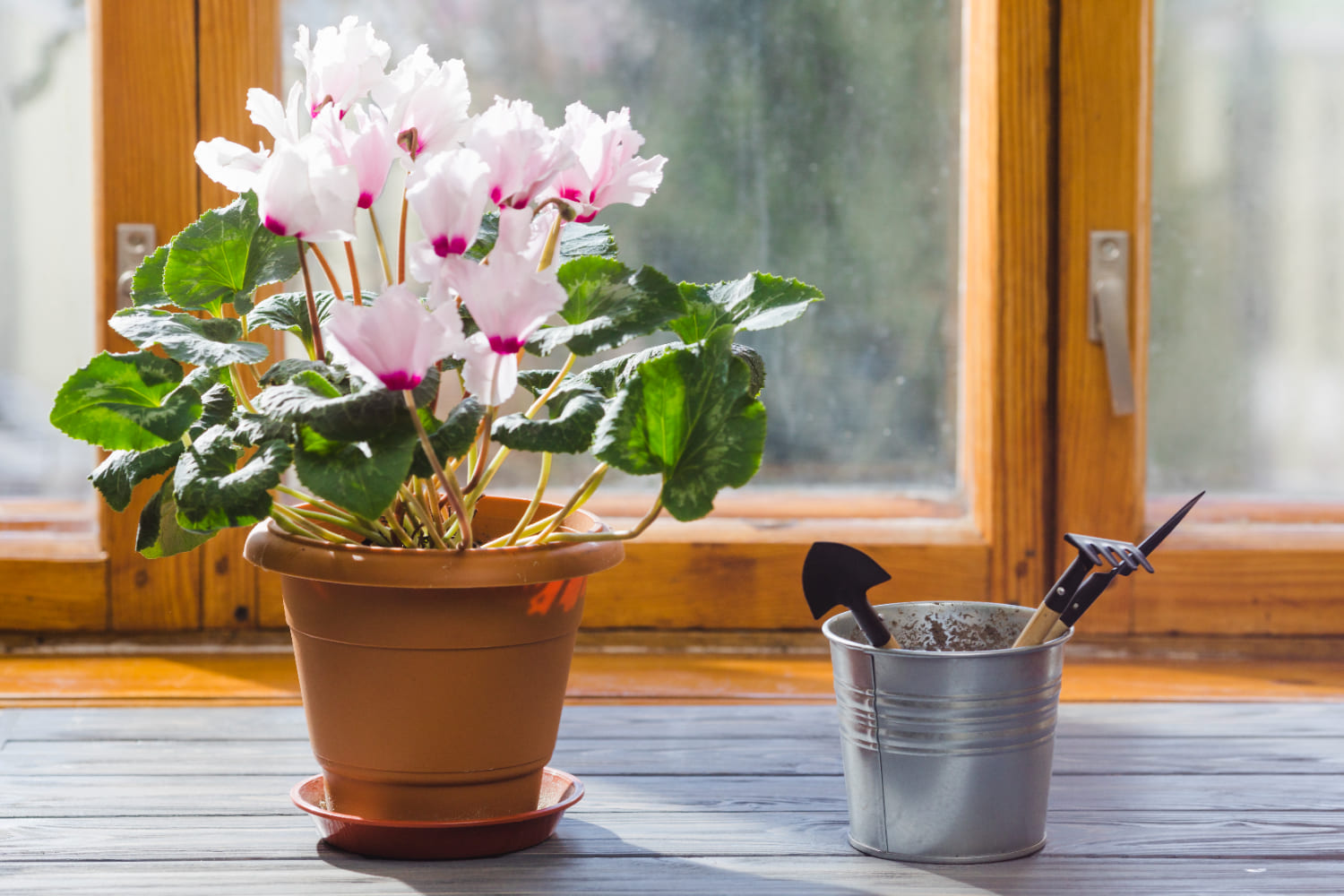3 plante cu flori care sunt usor de ingrijit