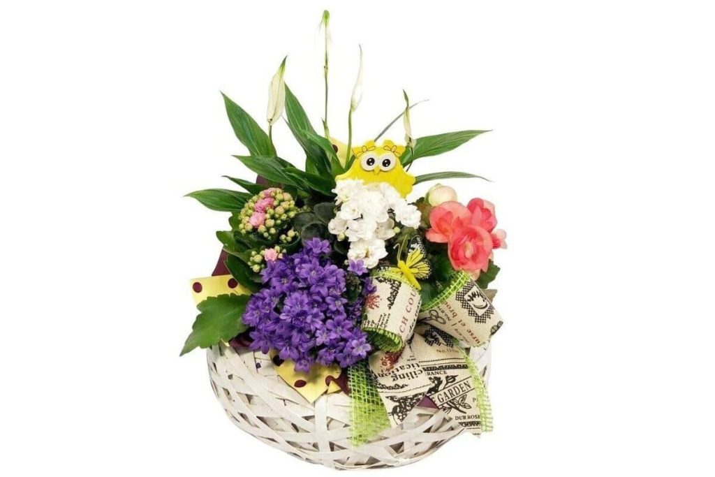 Aranjament cu plante naturale - Spathiphyllum, Kalanchoe, Campanula, Violeta Africana, Begonia, accesorii decorative
