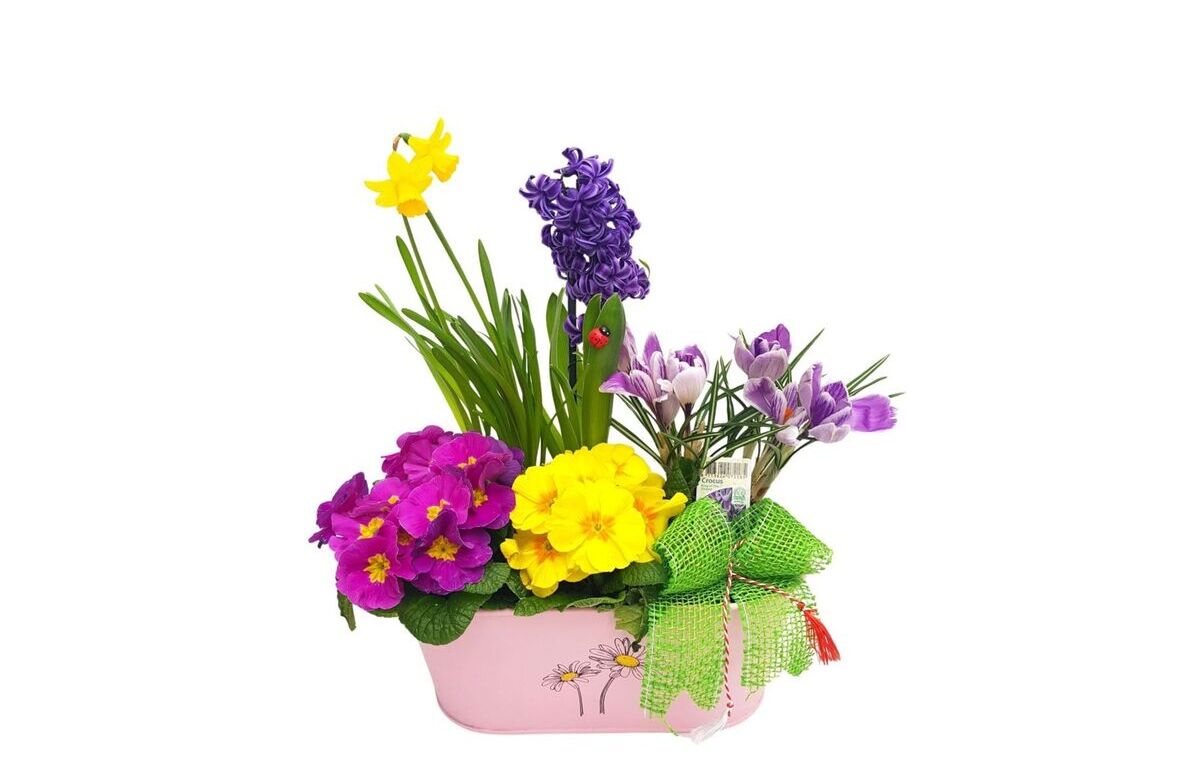 Aranjament floral alcatuit din crocus, primula acaulis, zambila, muschi, narcisa, in ghiveci roz