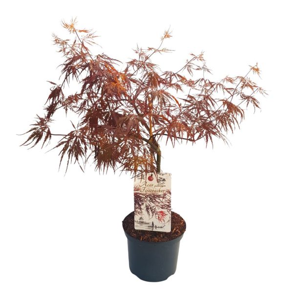 Acer palmatum - Artar japonez D22