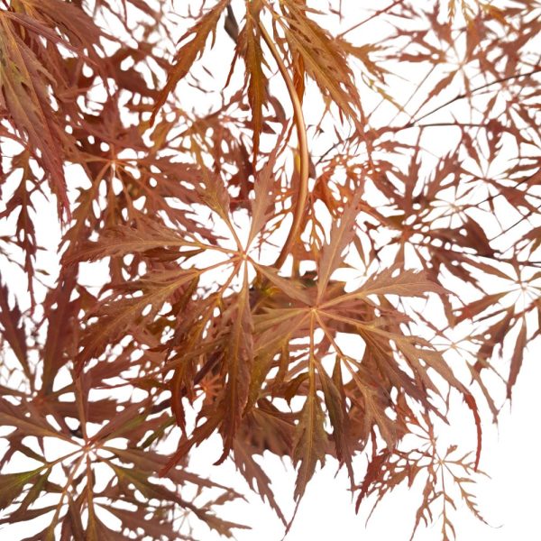Acer palmatum - Artar japonez D22