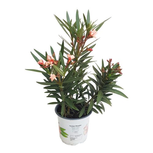 Leandru 3 plante in ghiveci Somon deschis - Nerium oleander