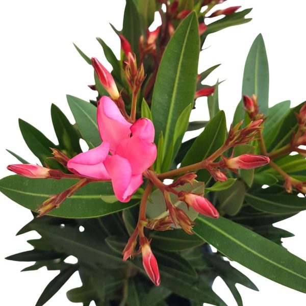 Leandru 3 plante in ghiveci Roz - Nerium oleander