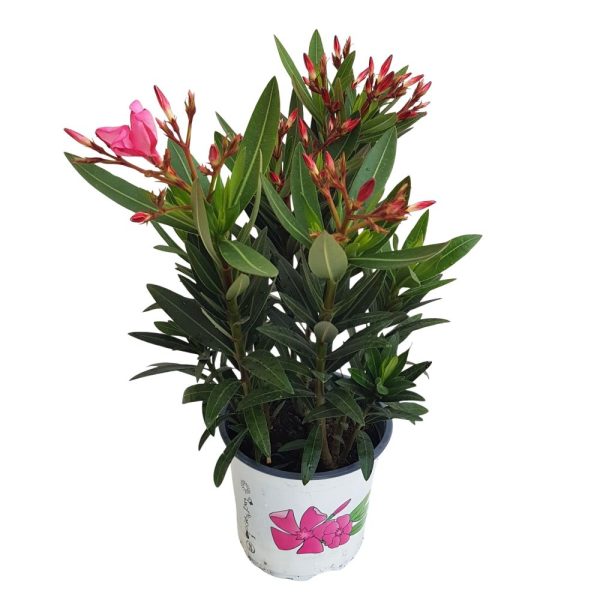 Leandru 3 plante in ghiveci Roz - Nerium oleander