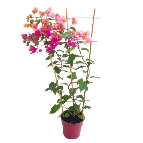 Bougainvillea Grecia pe scarita Anestis - Floarea de hartie