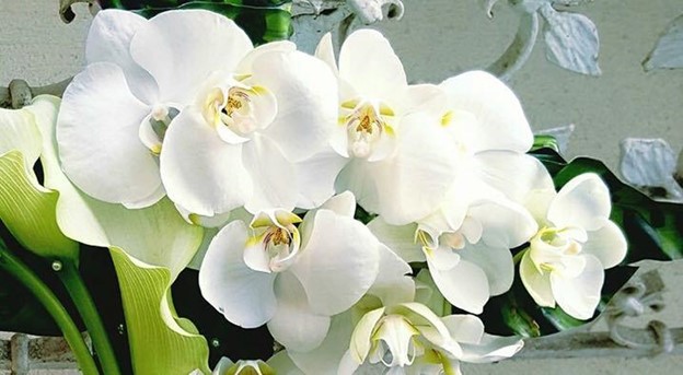ORHIDEEA PHALAENOPSIS – GHID COMPLET DE INGRIJIRE.
