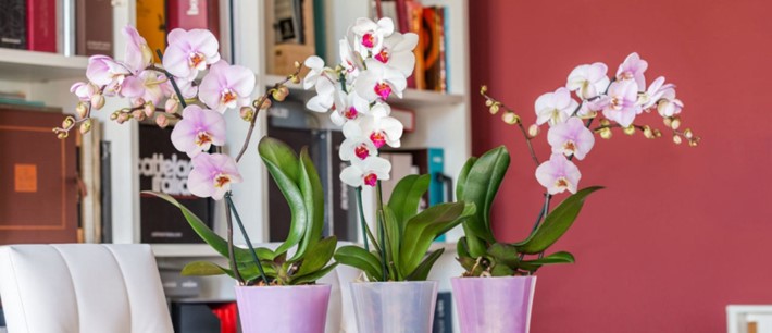 ORHIDEEA PHALAENOPSIS – GHID COMPLET DE INGRIJIRE.
