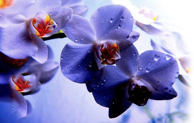 ORHIDEEA PHALAENOPSIS – GHID COMPLET DE INGRIJIRE.

