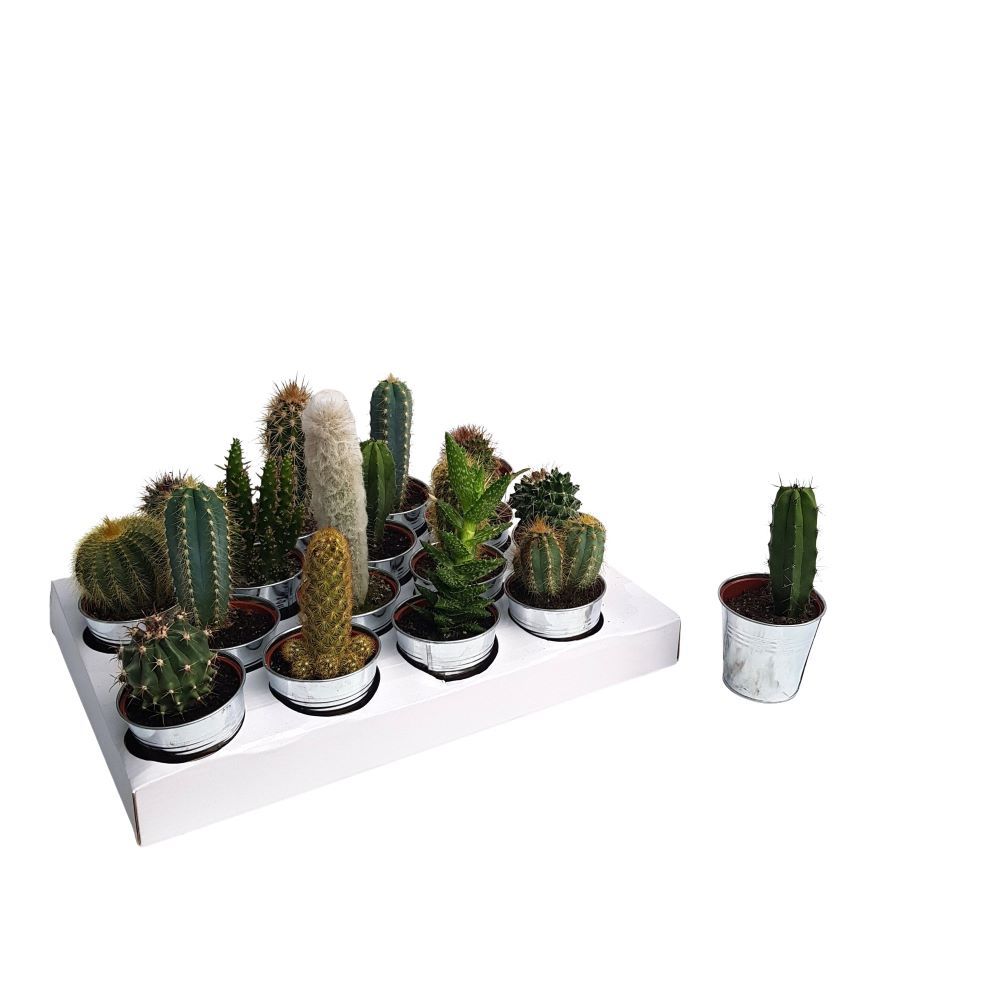 Cactus mixt in zinc mic