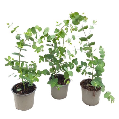Eucalyptus Grecia - Cinerea