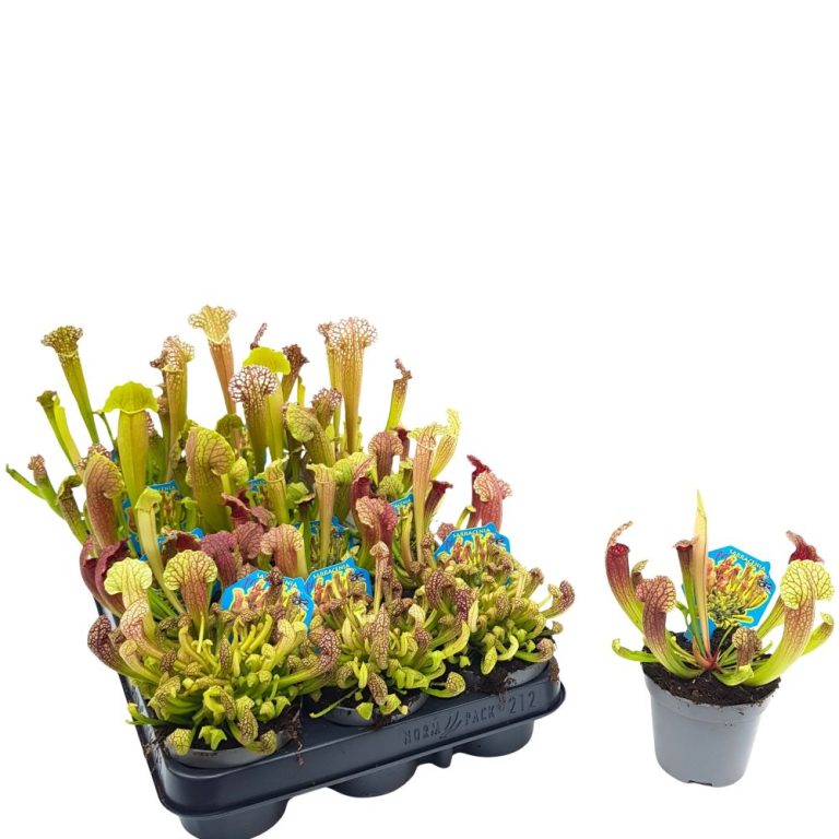Sarracenia planta carnivora