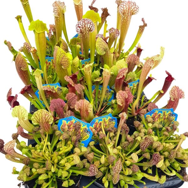 Sarracenia planta carnivora