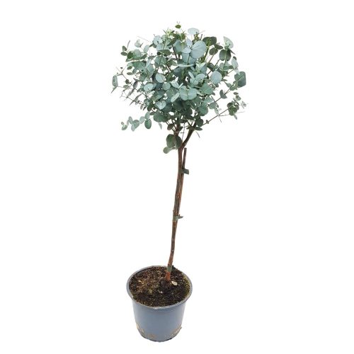 Eucalyptus Gunnii