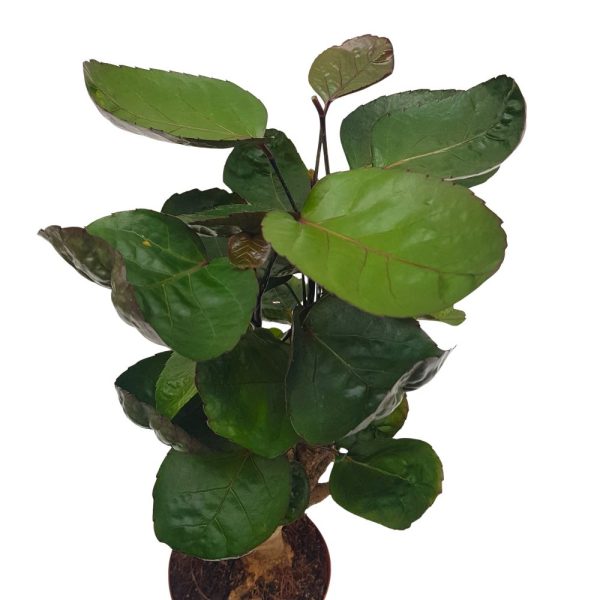 Polyscias Fabian