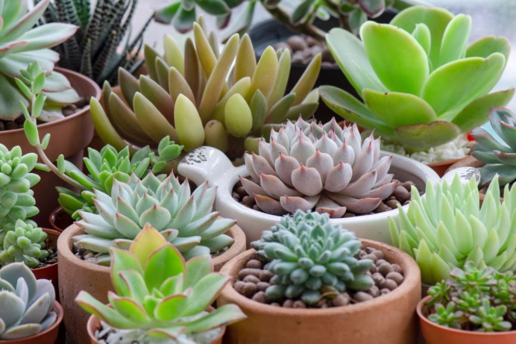 diverse specii de Echeveria