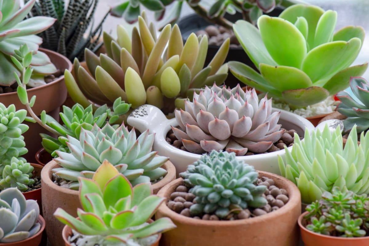 diverse specii de Echeveria